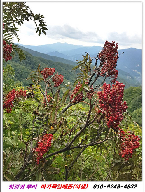 마가목열매 엉겅퀴즙 오리지널 야생 /해발 1 200고지 절벽 마가목, 1개, 6.6L