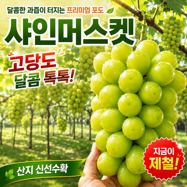 프리미엄 샤인머스켓 초고당도 아삭한 당도선별, 1kg (2~3수 내외), 1개