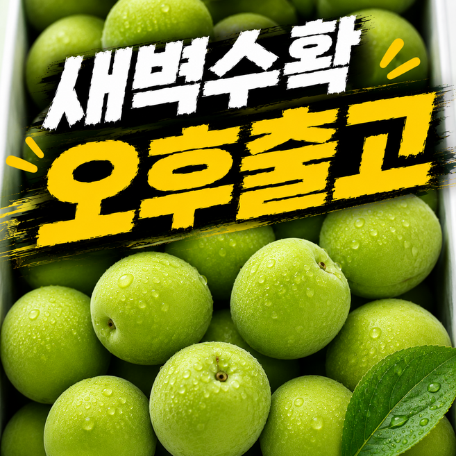 [오픈특가] 당일수확 26년 프리미엄 청매실, 1박스, 매실 특대_5kg