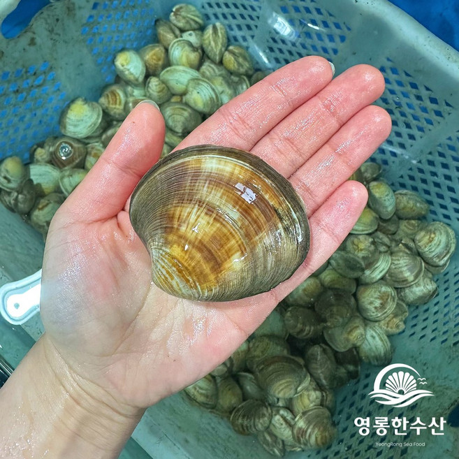 (영롱한수산) 제철 생물 대왕 백상합 백합 2kg 3kg 5kg, 1개, 백상합 2kg