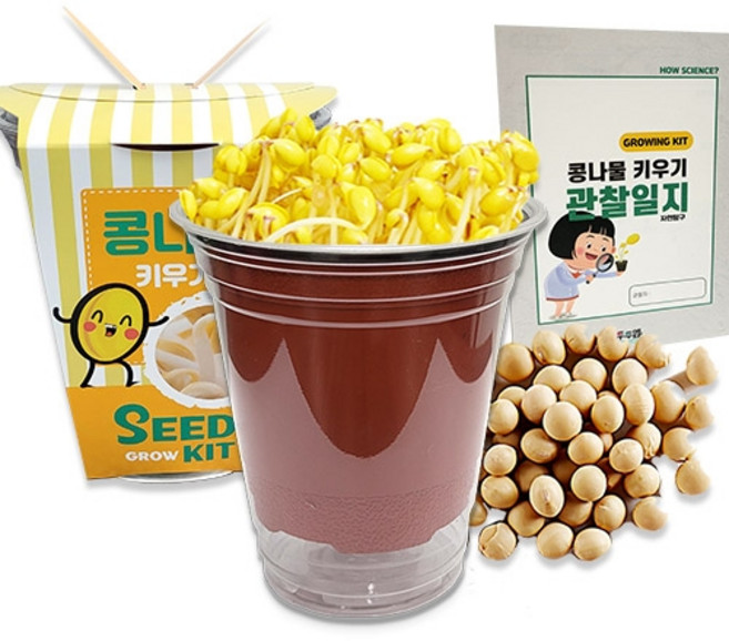 두두엠 콩나물 키우기 (관찰일지포함), 1개