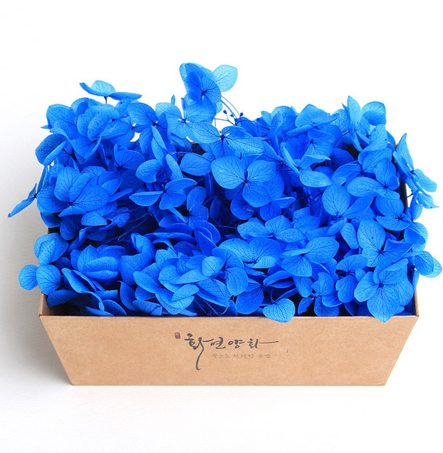 화연양화 프리저브드플라워 블루밍 케이스 수국 30색, 21 블루