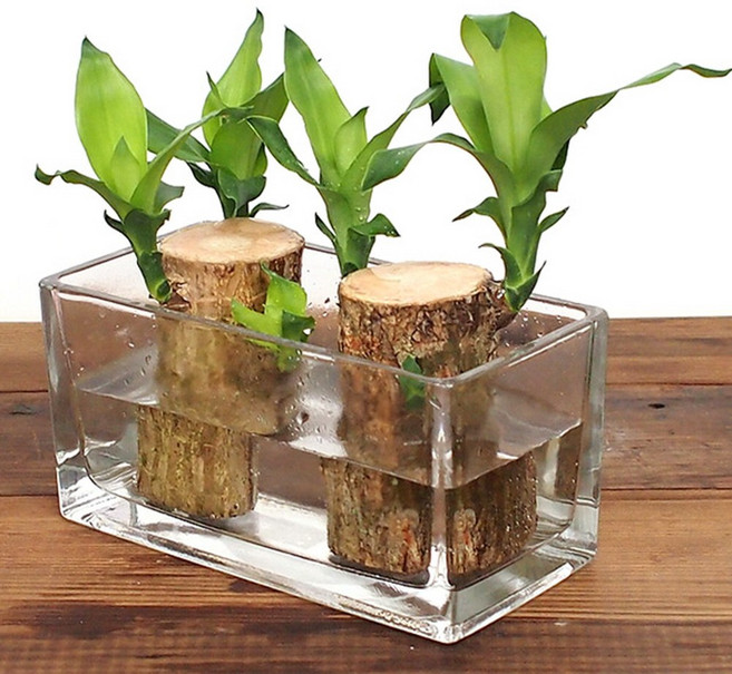 잎새몰 사각유리화병 유리화분 소