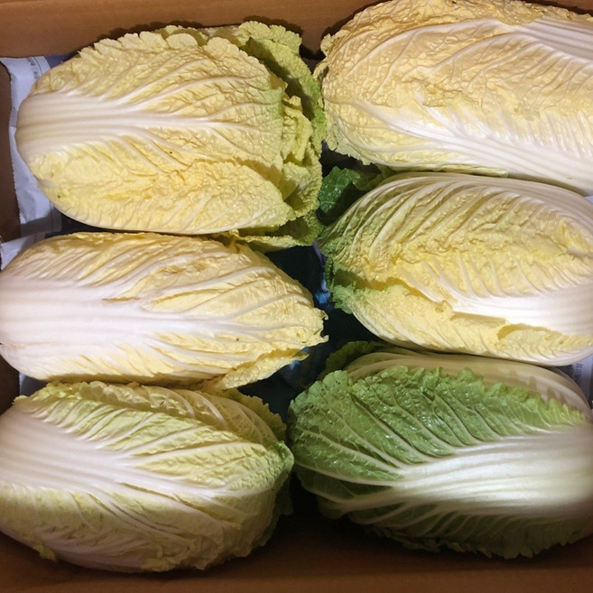 바르다야채 알배기배추 쌈배추 1박스(12포기) 1box, 8kg, 1박스