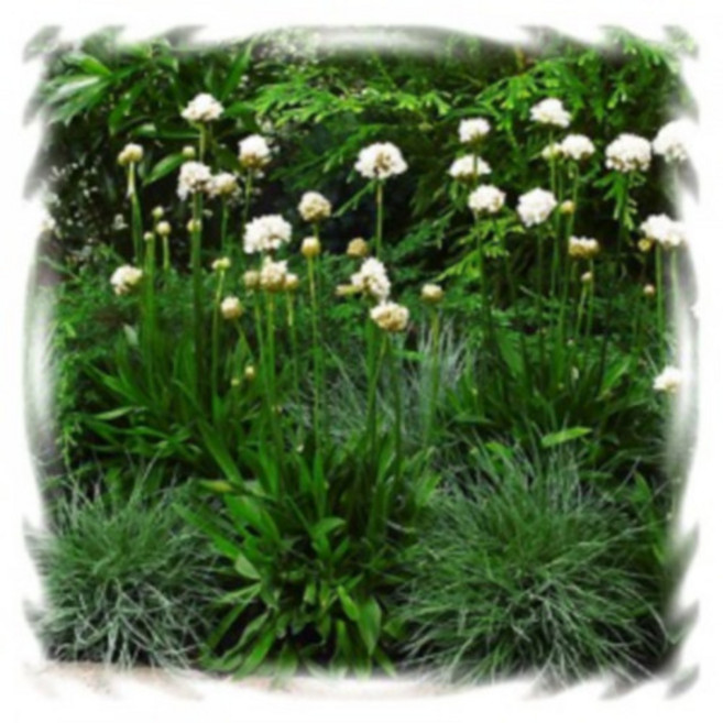 [꽃씨]아르메리아, 1개