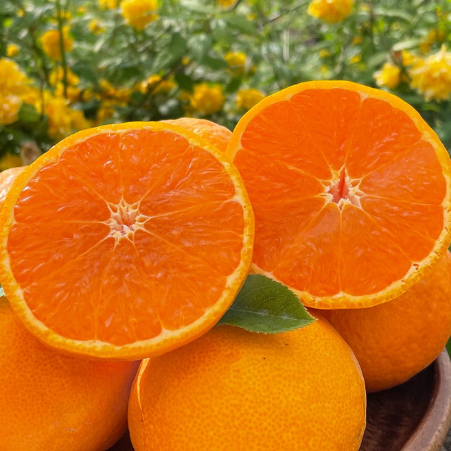 세모농 제주 고당도 카라향 감귤, 1박스, 카라향 5kg 소과