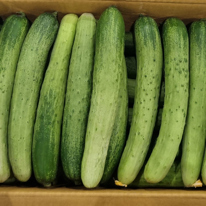 국내산 햇 백다다기 오이 특품 백오이 오이지용 오이장아찌, 1박스, 백다다기 10kg