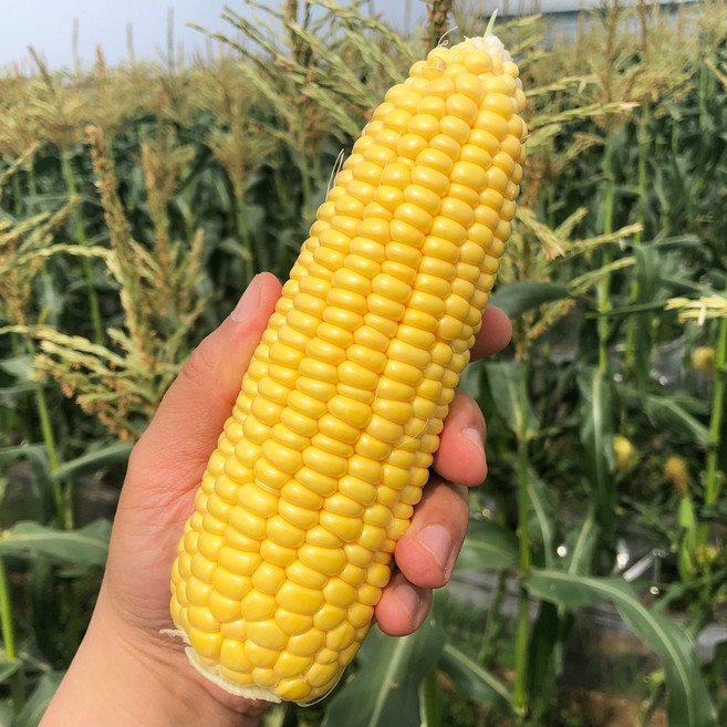 제철 초당옥수수 제주 해남 의령 5개 10개 20개, 1박스, [급냉]한입 초당옥수수 400g