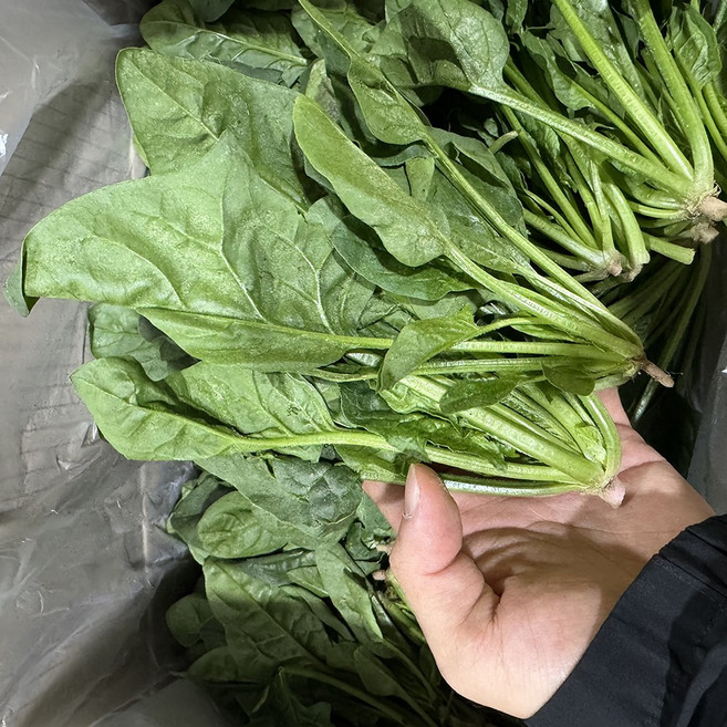 남해 보물초 시금치 섬초 비금도 시금치 산지직송, 1개, 3kg