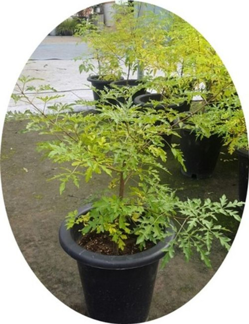 좀목형/바이텍스나무순결나무/묘목/허브/화분형/꽃나무/고급목/25cm화분