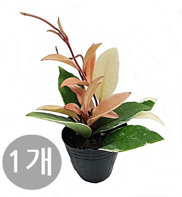 도도팜 1+1 아이비 식물/스킨답서스 행운목 개운죽 풍란 행운목 테이블야자 호야 산호수 율마 천냥금 오렌지자스민 수퍼바 산세베리아 금전수 스파트필럼 스투키 문샤인 남천 고무나무, A1. 호야 (모종)  1개, 1개