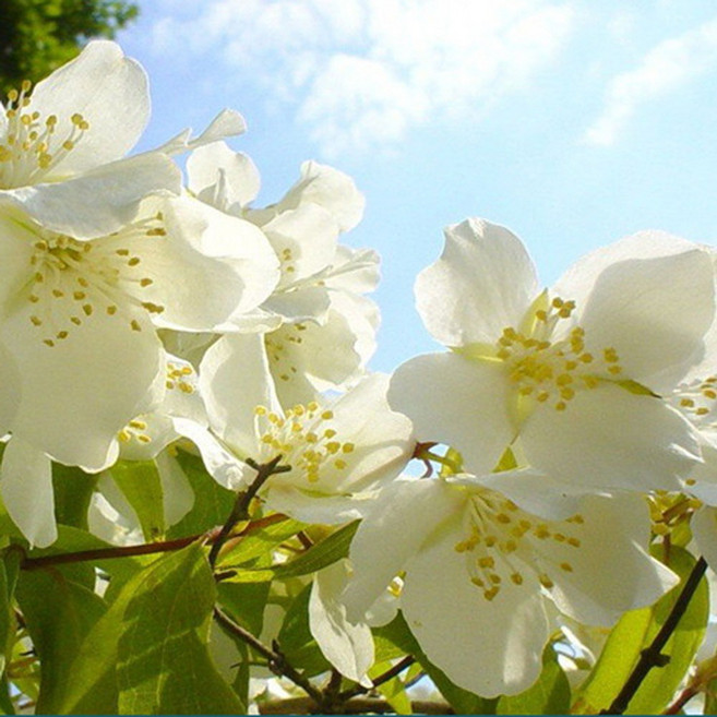 CPL 아로마 화이트 자스민앤민트 프래그런스 오일 500ml, 1개