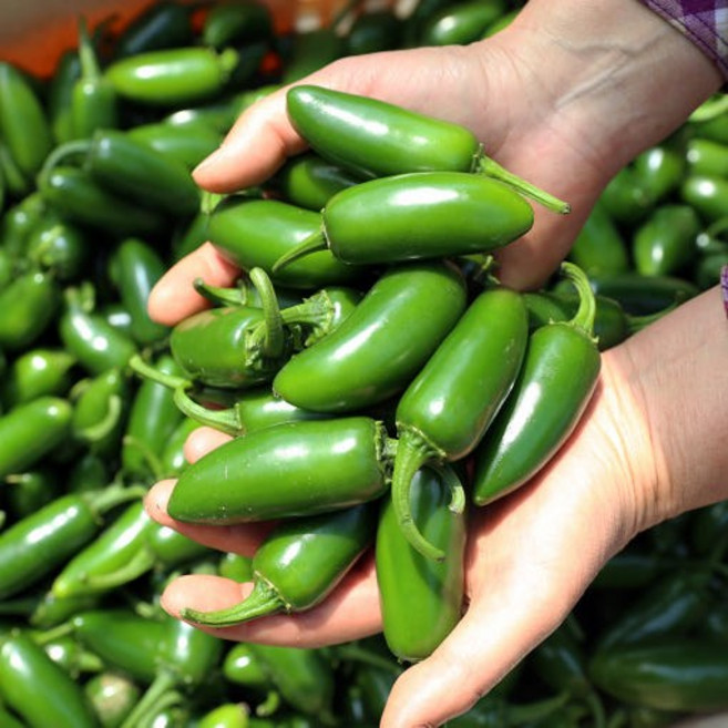 농가직송 할라피뇨 퍼팩트고추, 1박스