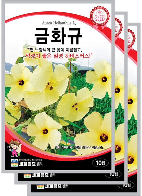 금화규 씨앗 10립 꽃씨앗 세계종묘 모칸도, 3개