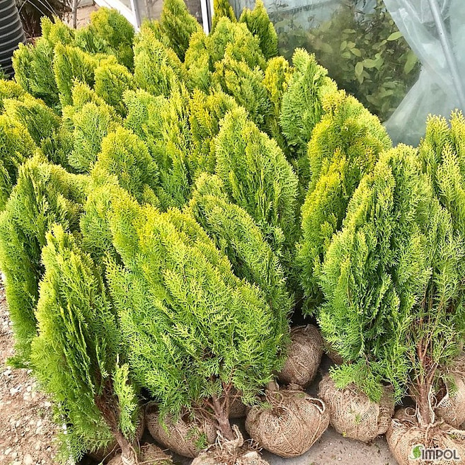 순희농장 황금측백50cm 65cm 80cm전후 황측백나무 황금측백묘목 울타리 관상수 폐차 방음 방품, 1개, 황금측백분80cm전후