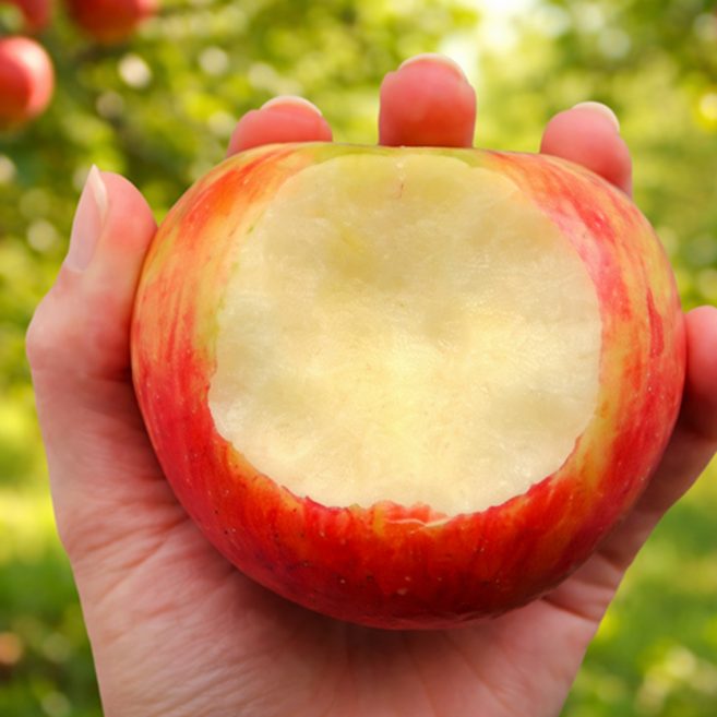 [재구매율1위] 100박스한정 특가판매 고당도 부사사과, 1박스, 2kg