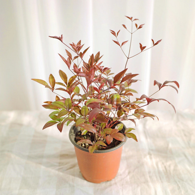 갑조네 남천(소품) 실내 공기정화식물 실내화초 화분 노지월동 화단꾸미기 키우기 쉬운 식물, 2개