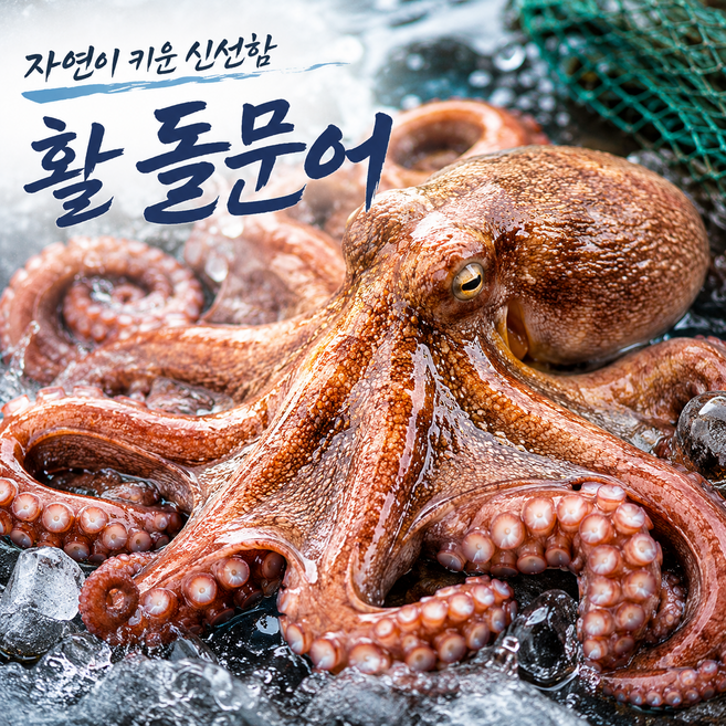 [당일조업] 통영 자연산 활 돌문어 여수 생물 문어 산지직송, 1개, 1kg