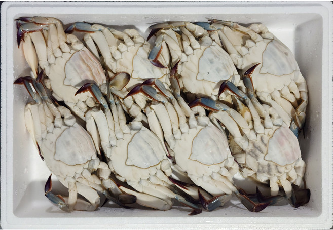 서해안 봄 암꽃게 1.5kg 급냉 급속냉동(키로당 5-6미), 1박스