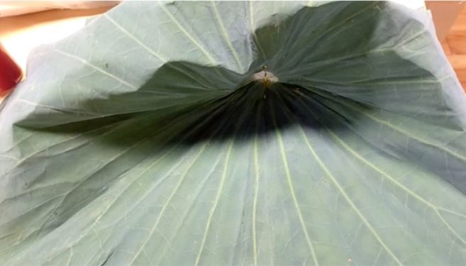 신선하고 향이 좋은 연잎 햇연잎 연잎밥용, 1개, 1kg