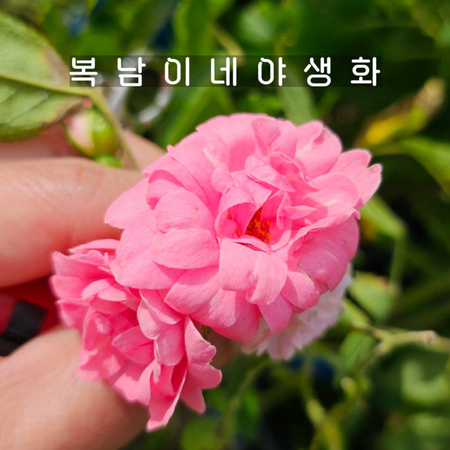 겹해당화 카네이션핑크 [1개 복남이네야생화 모종 생울타리 꽃나무 인가목 rose], 1개