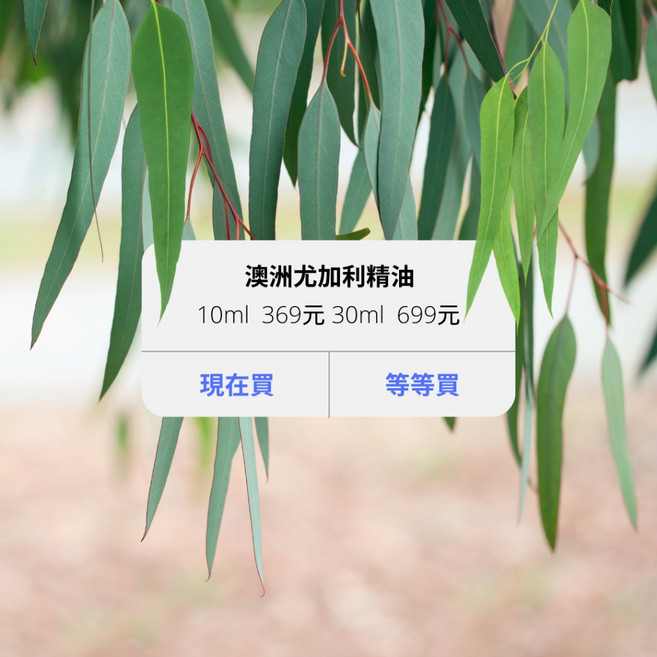 澳洲尤加利精油, 1個, 10ml裝