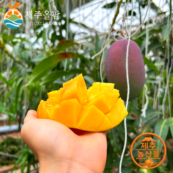 [제주올팜] 제주 고당도 애플망고 프리미엄 망고, 1개, 애플망고 중품 3kg