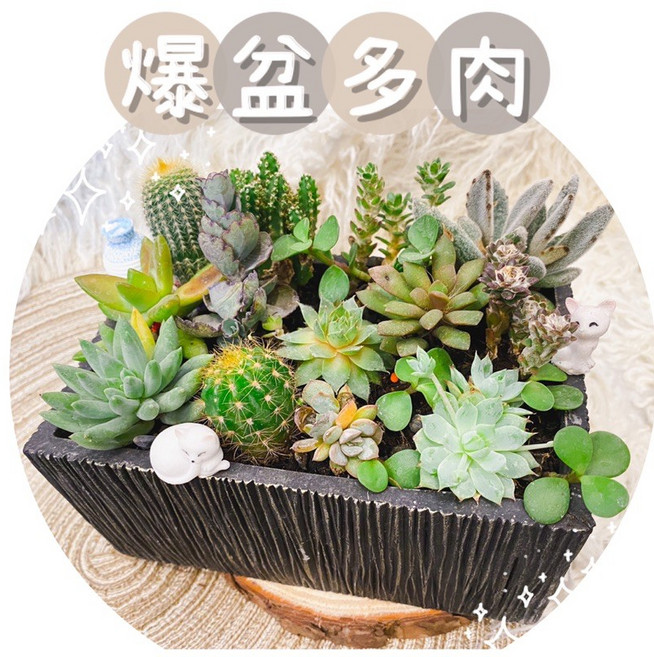 綜合多肉盆栽(大) - 開幕祝賀盆栽/韓式多肉植物組盆/韓風多肉仙人掌, 1個
