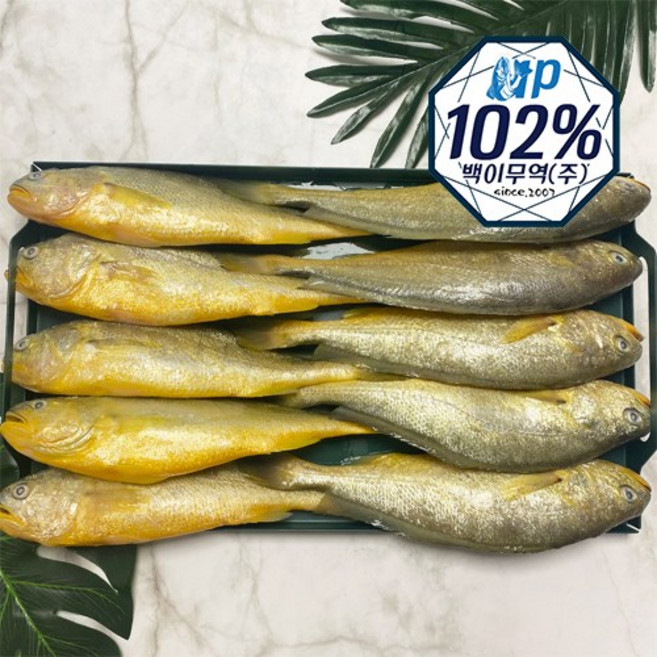황금물고기 부세조기(반찬 제수용) 3.4kg, 3.4kg (특대,11~12마리), 1개
