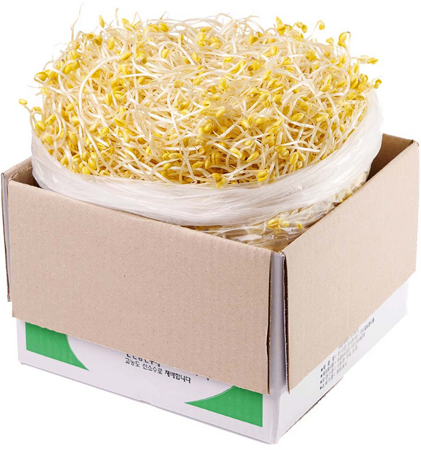 신선한 국내산 산소 콩나물 친환경 무농약, 1박스, 1kg
