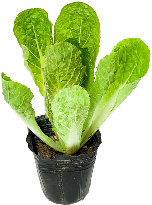 [모종가게] 배추 모종 김장 여러개묶음 키우기, 10개