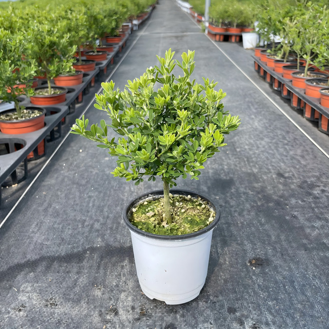 애니시다 외목대 10cm포트 앙골담초 레몬 봄꽃, 1개, 소품