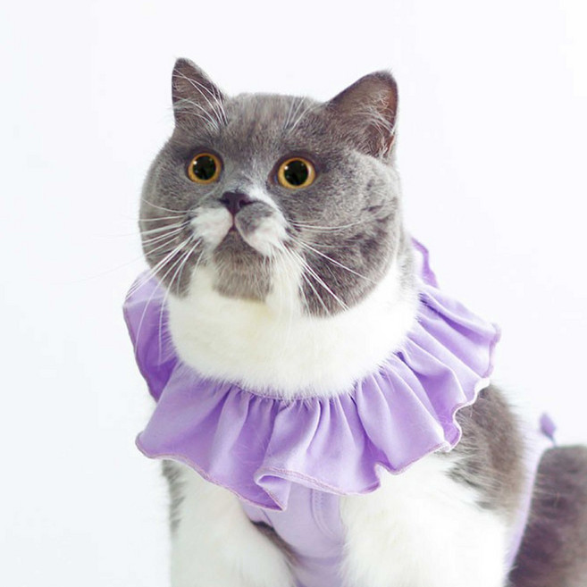 meoof 貓咪防舔衣 絕育服, 1個, 紫色