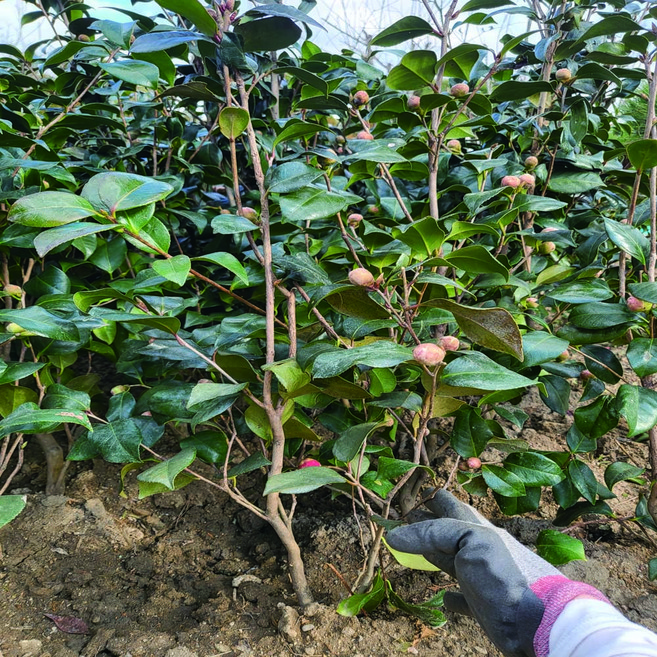 동백나무 동백꽃 4년생 개화주 50cm이상 분묘, 동백나무 4년생 개화주 50cm이상 분묘, 1개