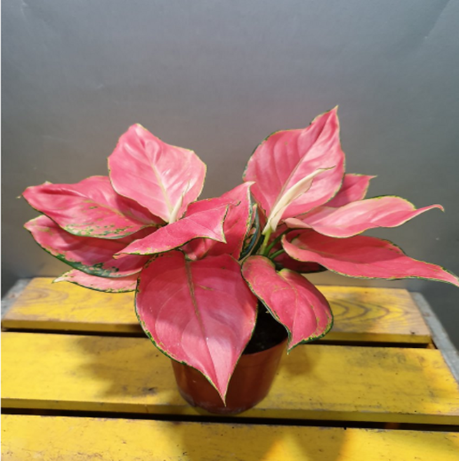 에덴농원 지리홍(두아이가 심어 있어요) 짙한 핑크색이에요, 1개