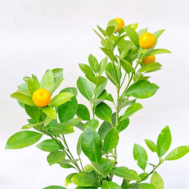 청년농부 싱귤탱귤 유주나무 소형 귤나무 낑깡나무 열매식물, 1개