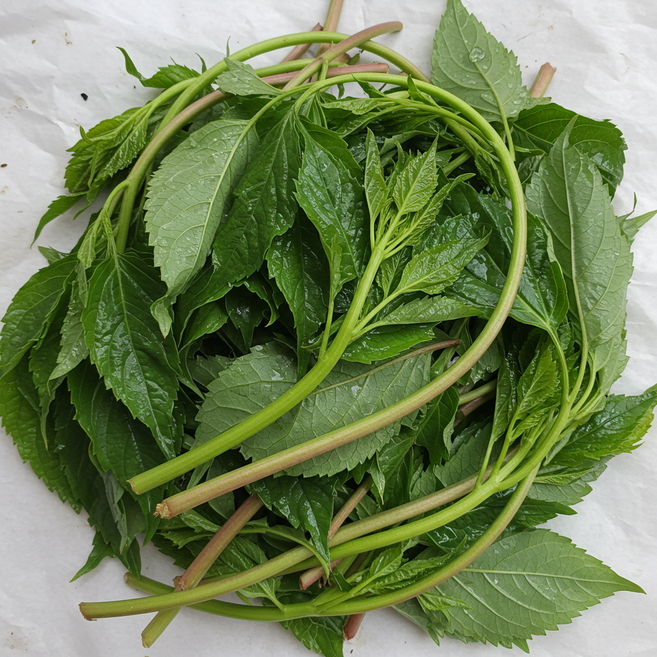 [형제나물] 국내산 산지직송 생 봄나물 취나물, 1kg, 1개