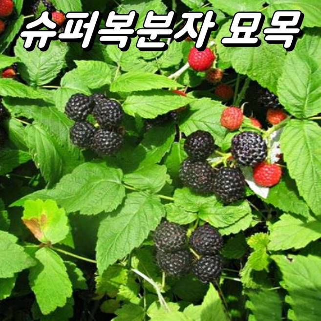 슈퍼복분자 1년생 묘목, 1개