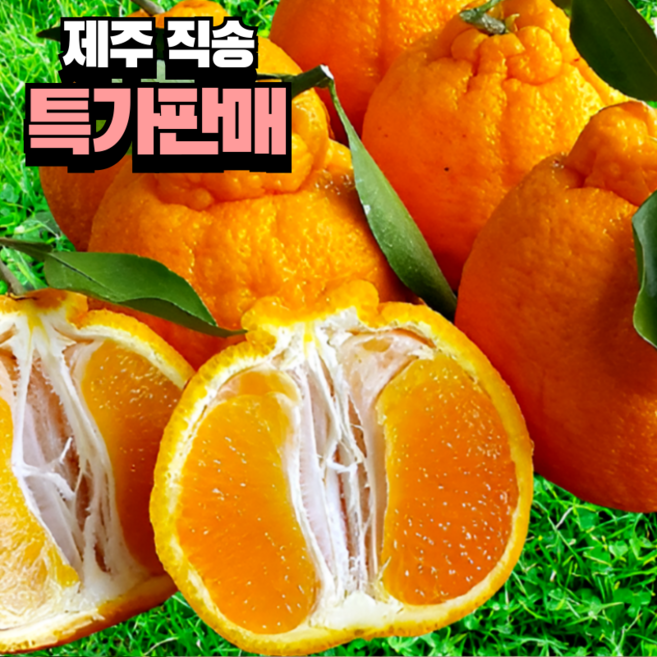 [딱하루50박스만] 제주 산지직송 고당도 한라봉, 1개, 3kg
