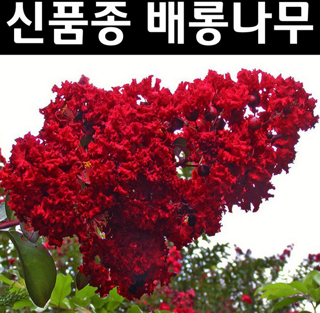 배롱나무(다이너마이트) 묘목 삽목2년 뿌리 특묘1개/정원수 조경수, 1개