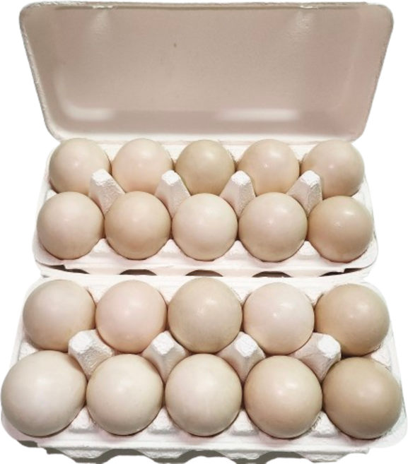 [특허청 상표등록] 부화용 기러기알 과일먹인 건강한 유정란20구 원산지 경북성주군 낭만기러기 농장, 1개, 20구