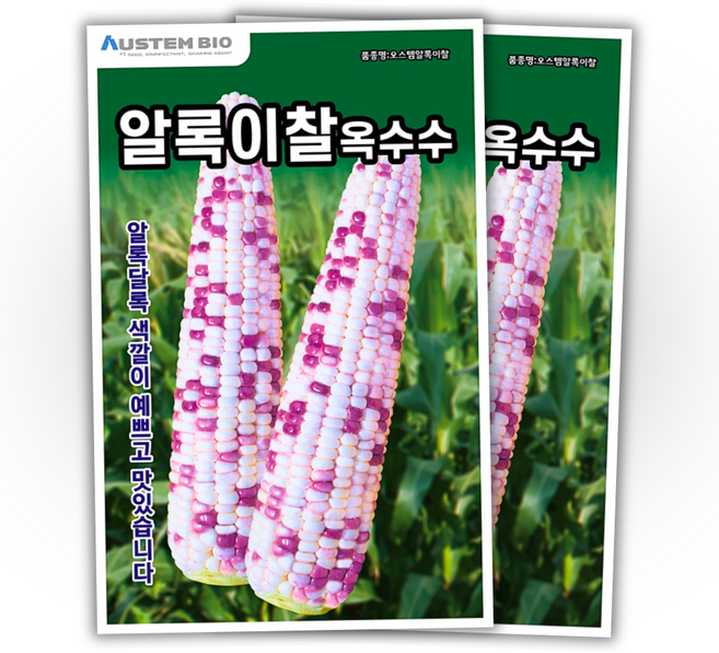 주주씨앗 알록이찰옥수수 씨앗 150립 얼룩찰옥수수 씨앗 다수확 통큰 옥수수, 2개