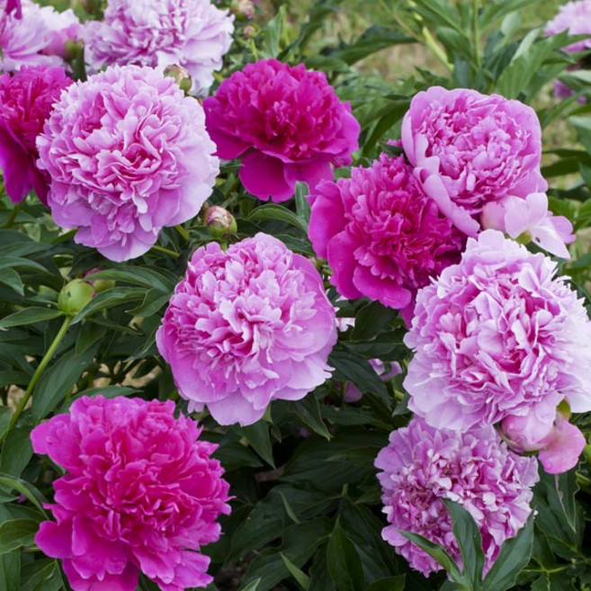 [풀떼기] 중국 작약 숙근 3종 혼합, 1개