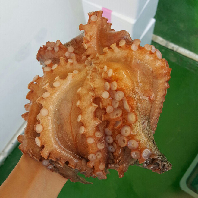 통영 자연산 활 돌문어, 무료배송(생물)돌문어 700g(1-3마리), 1개