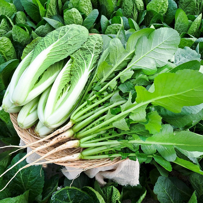 포천 채소한 어린열무 얼갈이 세트 1개 농가직송, 어린열무1Kg+얼갈이1Kg