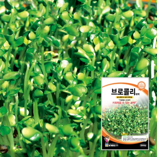 새싹 브로콜리 500g / 새싹 씨앗 종자 텃밭키우기 채소키우기, 1개