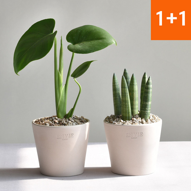 1+1 키우기 쉬운 공기정화식물 몬스테라 스투키 인테리어식물 앙비까사 화초, 몬스테라+스투키(앙비/빈/크림10+플라스틱받침 1호), 1개