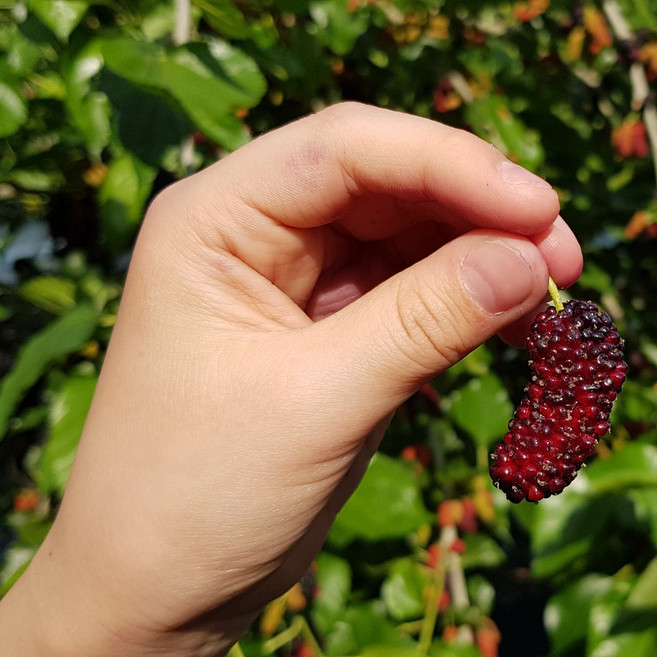 김제 청정오디 5kg 토종오디 급냉 생과용 특, 1개