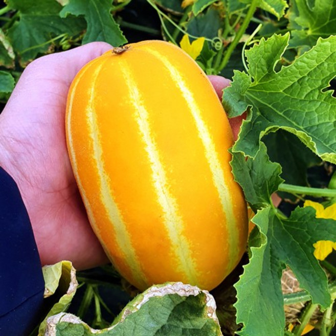 [당일수확] 성주 참외 가정용 로얄과, 1개, 성주 참외 5kg(9-23과/ 로얄과) 가정용