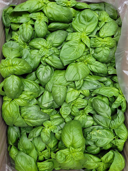 야채이야기 생바질 1kg 스위트 바질 잎, 1개